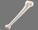 DOCTOR BONE�ʹ���